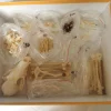1 Pcs Real Complete Fox/Mink skeleton specimen. Real animal bone. Not Installed.DIY 6