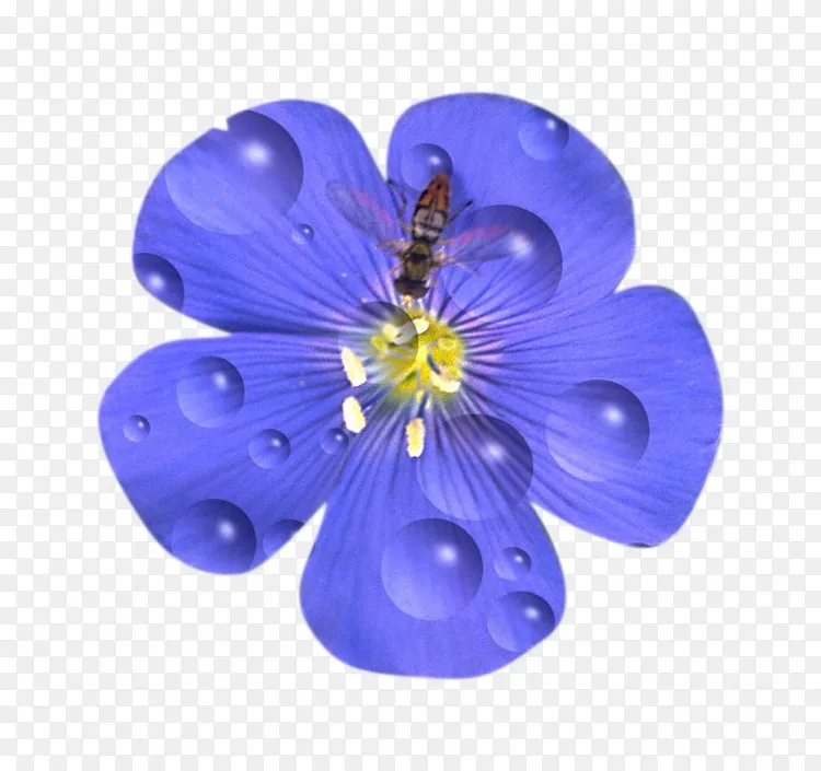 花画花瓣蓝色亚麻茶室 花png图片素材免费下载 图片编号 Png素材网