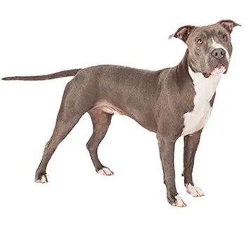 

Tuzik dinghy racing overalls Pitbull dog warm