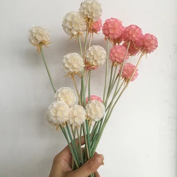 

5pcs/lot Preserved Flowers Real Walden Flower,DIY Nature Fresh Eternell Floral, Wedding Home Eternelle Rose Gift Decoration