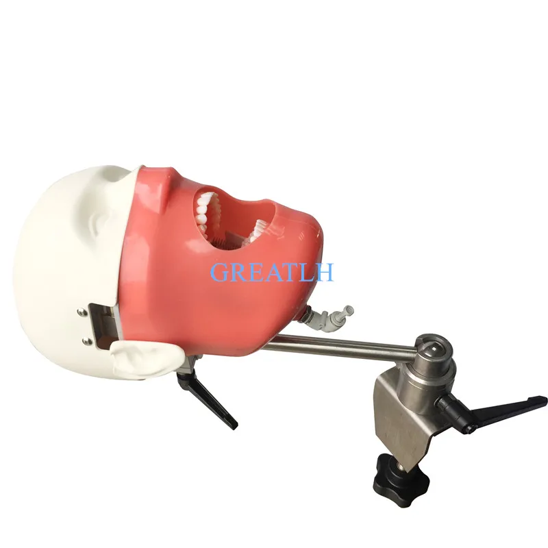US $361.20 Dental Manikins And Models Phantom Head For For Teaching And Learning In Dental Classes Dental Student Model