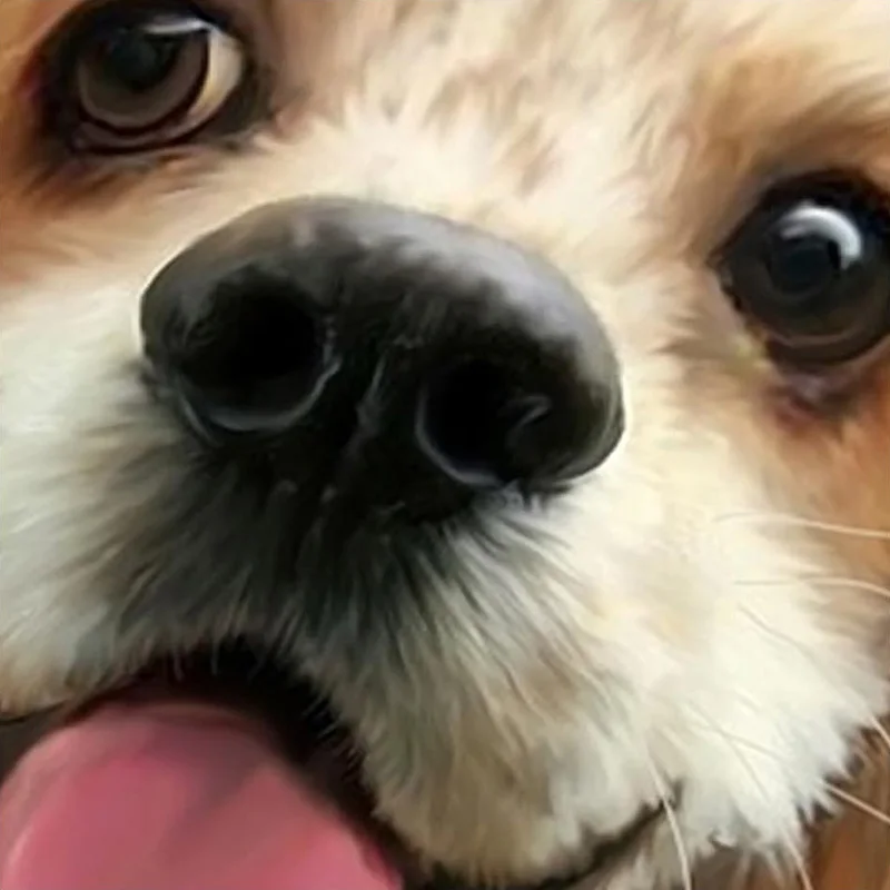 3D-Wallpaper-Cute-Cartoon-Lawn-Dog-Animal-Photo-Wall-Murals-Children-Kids-Bedroom-Backdrop-Wall-Home (4)