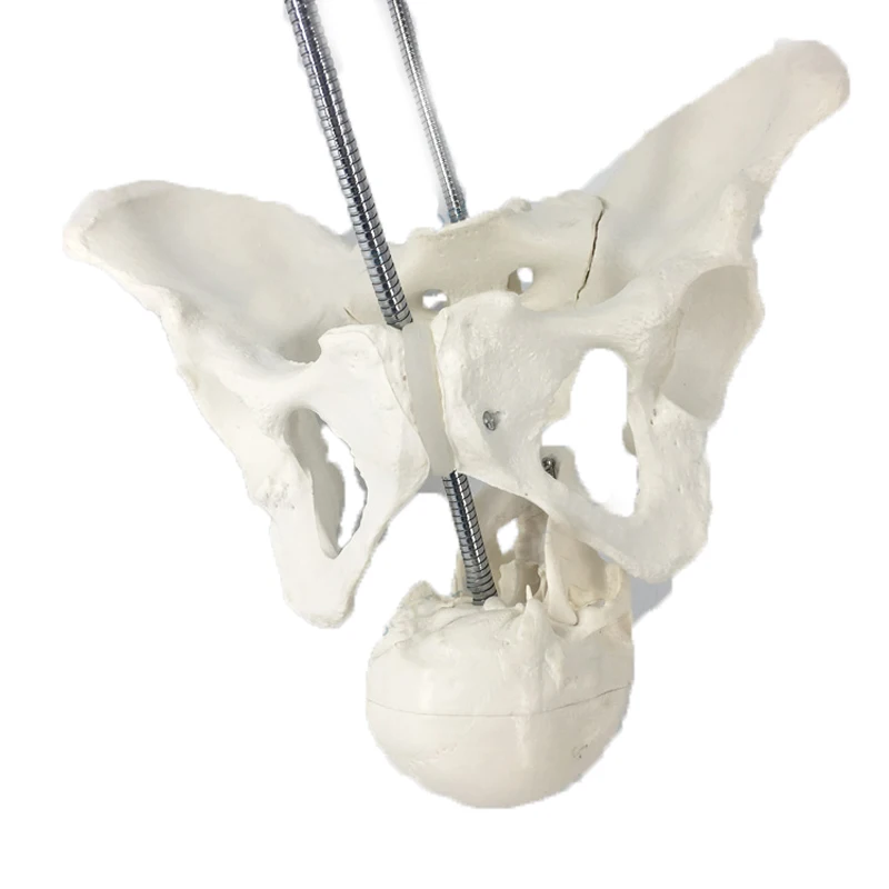 Female Childbirth Pelvis Anatomy Model Medical Science Teaching Resources