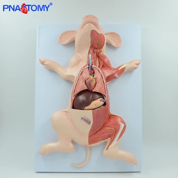 

Pig anatomy model fetus pig hog anatomical pig muscles and internal organs animal liver stomach heart lungs study tool