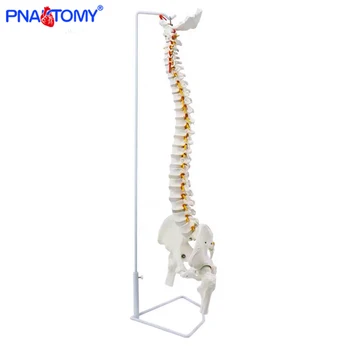 

85cm hanging human flexible spine model vertebral column anatomy model life size sacrum coccyx pelvis bone anatomical tool