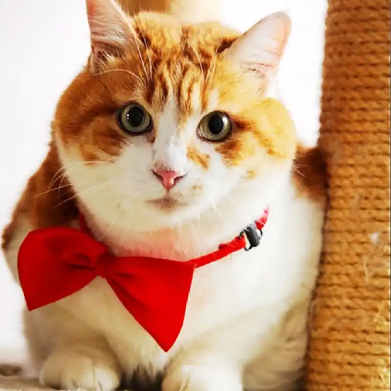 cheap cat accessories