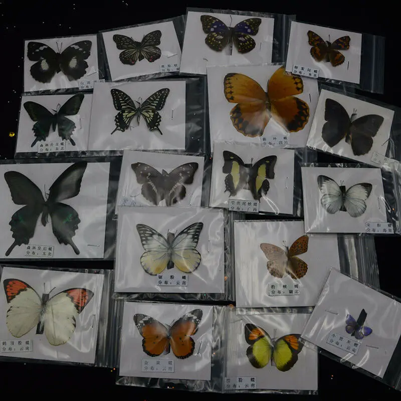10 шт. натуральный разборный Rhopalocera / Le Butterfly/образец бабочки художественный