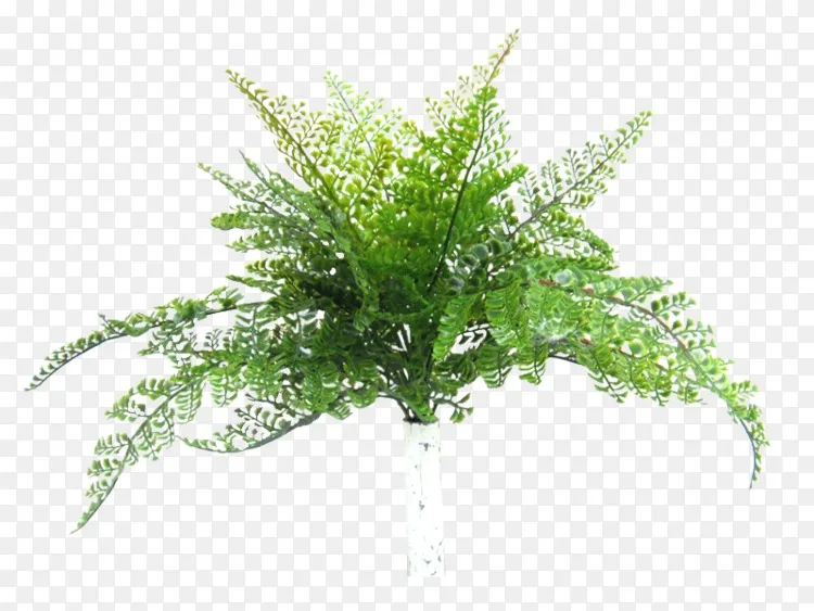 芬云9事件管理树kalang路灌木丛png图片素材免费下载 图片编号 Png素材网