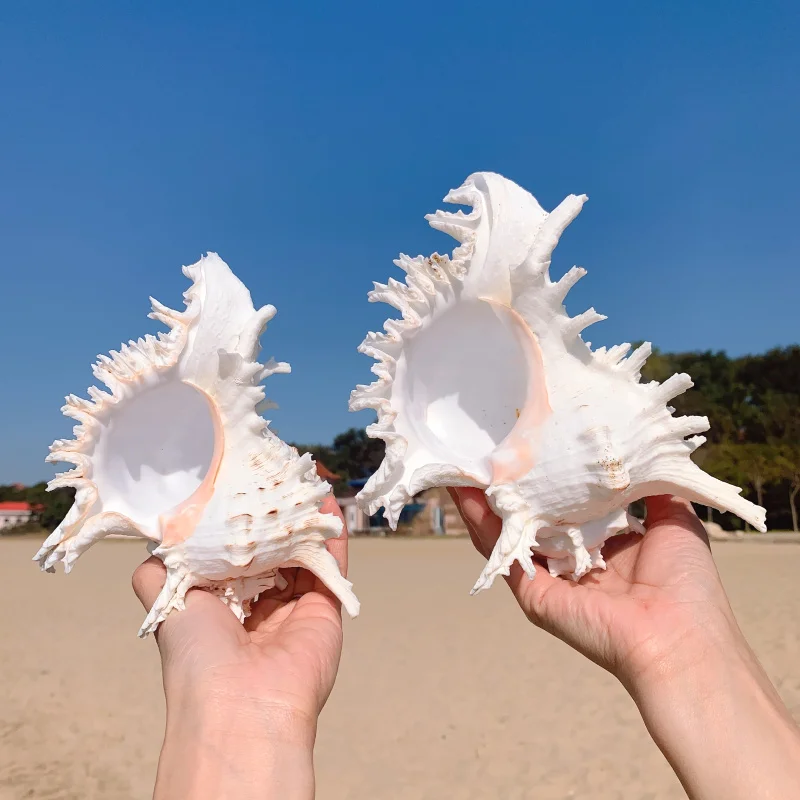 O1CN01fui6581Uqe3pz8vrm_!!1047672569