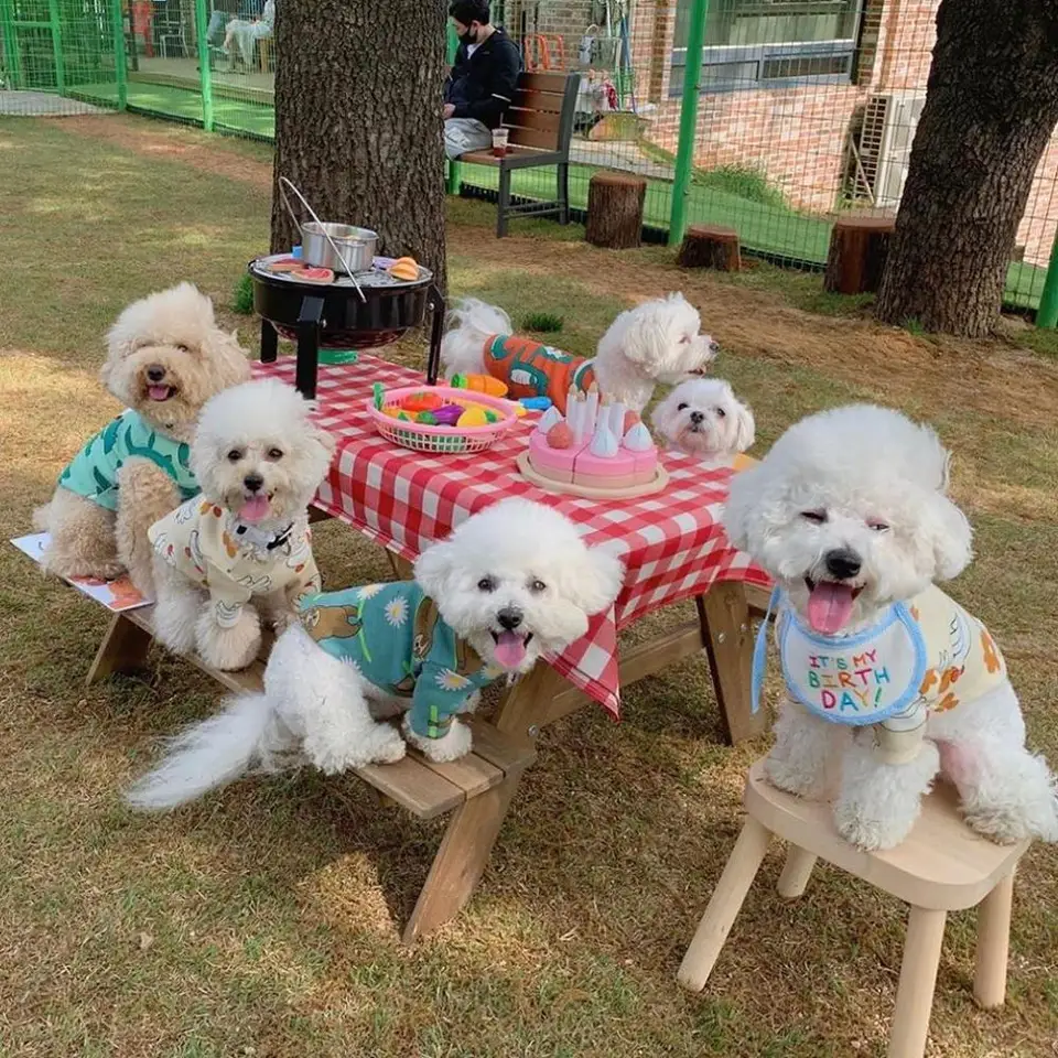 Accessoires Pour Animaux De Compagnie Joyeux Anniversaire Chien Chat Bandana Bavoirs Echarpe Coton Reglable Animal De Compagnie Foulard Salive Serviette Collier Echarpe Aliexpress Accessoires Pour Animaux De Compagnie Joyeux Anniversaire Chien Chat Bandana Bavoirs Echarpe Coton Reglable Animal De Compagnie Foulard Salive Serviette Collier Echarpe Aliexpress