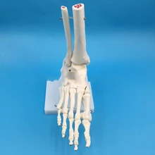1:1 pé modelo comum pé esqueleto modelo de estudos médicos ossos do pé modelo esquelético anatomia do pé clínica mostrar modelo de ensino