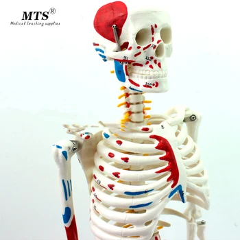 Authentic Deluxe 85CM Human Manikin Model with Spinal Cord Model of Medical Skeleton Medical Teaching