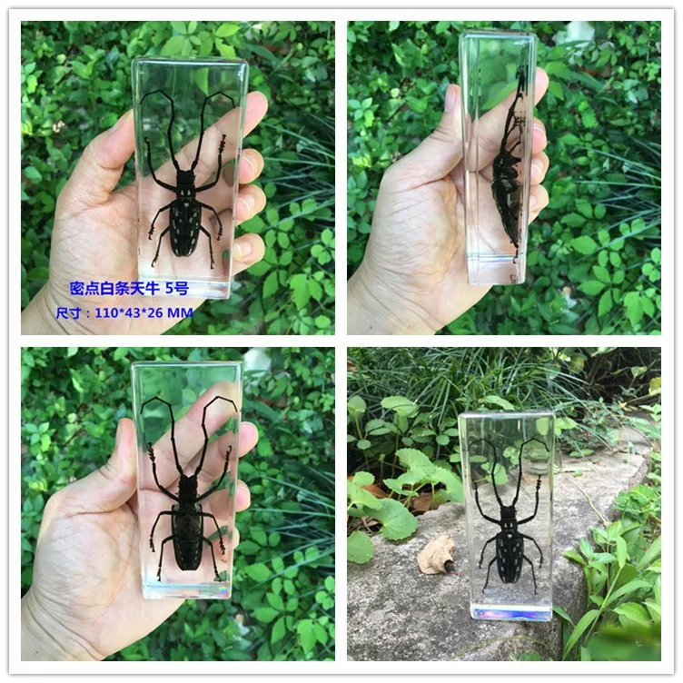 Resin Insect Specimen Handicraft Centipede Spider Beetle Scorpion Biological Sample  Boy Gift miniature brass figurines