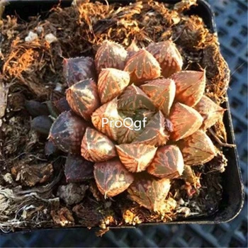 

Ngryise 3Pcs A Set Haworthia cymbiformis loulan