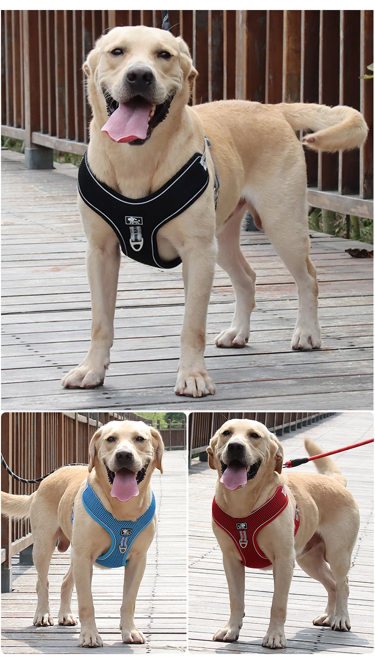 köpek bel tasması