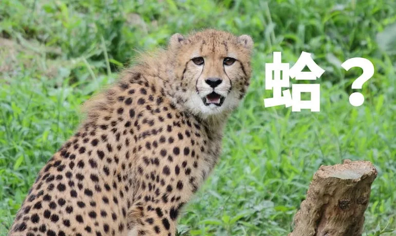 四叶的迷惑行为？春场葱玩梗搞笑猎豹十分还原- 趣动漫