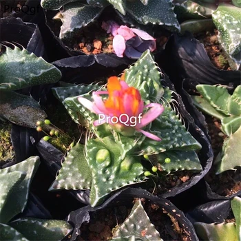 

Ngryise 3pcs a set Faucaria tigrina