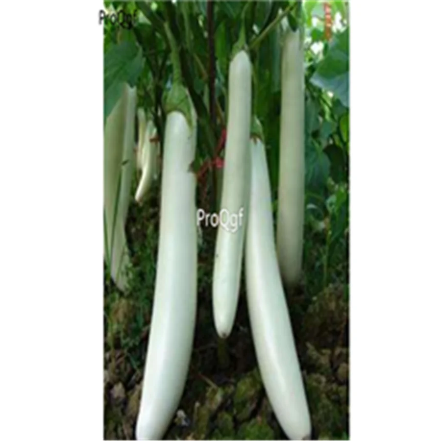 Prodgf 3000 шт Solanum melongena баклажан