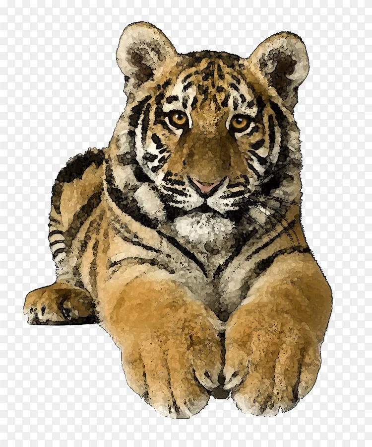 孟加拉猫虎东北虎猫科剪贴画-虎