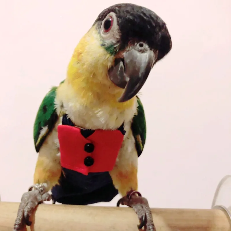 Одежда для пеленок с попугаем, тип, костюм с попугаем, штаны, Macaw, Amazon, попугай, африканский серый, Lorikeet, какаду, Луффи, одежда