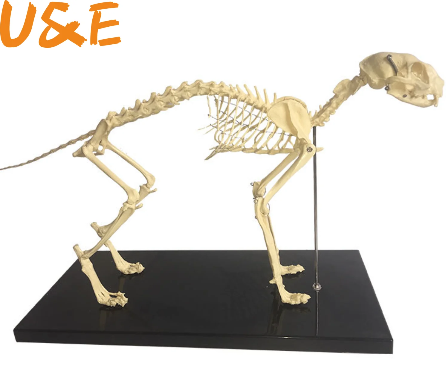 Большая модель искусственного ПВХ | Канцтовары для офиса и дома