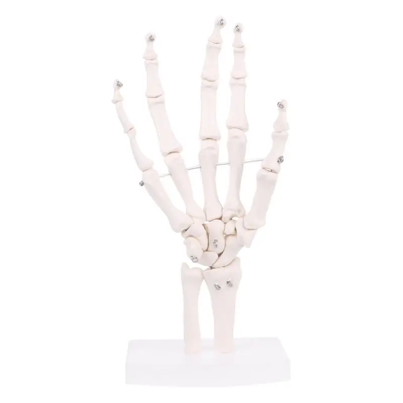 Анатомическая модель скелета для ручного сустава, медицинский инструмент для изучения анатомии человека в натуральную величину LX9A