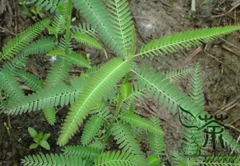 

Albizia Julibrissin Persian Silk Tree Pink Silk Tree He-Huan