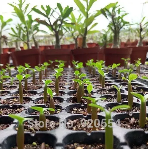 Импортные 5 шт. смешанные цвета натуральная Adenium obesum пустынная Роза-DIY домашний сад