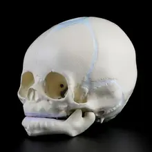 Teaching-Supplies Skeleton-Model Medical-Science Human Baby Infant Fetal for 1:1