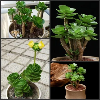 

Free Shipping Hibiscus Lithops Echeveria Palm Adenium Obesum - Desert Rose Flower SS