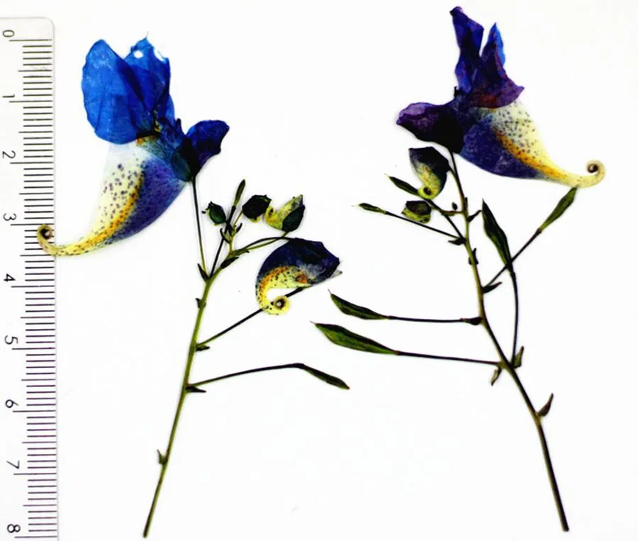100 шт прессованный высушенный especiens Balsamina L. Цветочные растения гербарий для ювелирных открыток Закладка чехол для телефона сделай сам