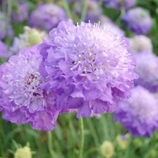50 шт. свежий настоящий Scabiosa atropurpurea flower P-semillas sementes