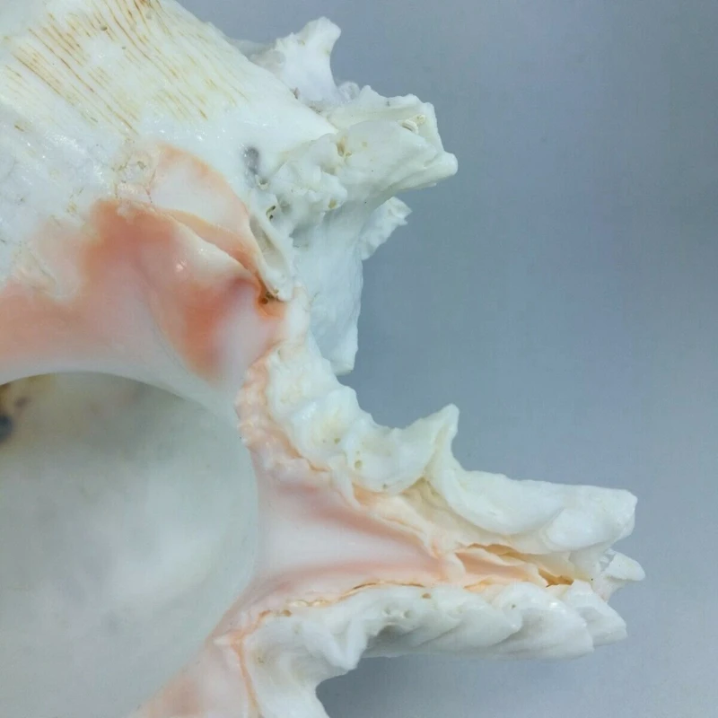 15-16M Queen Nautical Shells Conch Natural Seashell Beach Ocean Home Decoration 1Pcs