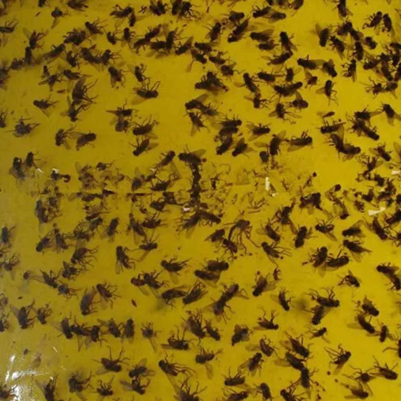 10 шт. сильные мухи ловушки жуки липкая доска ловить Aphid средство от насекомых борьбы с вредителями белоснежные Thrip листовой стикерсы на клею