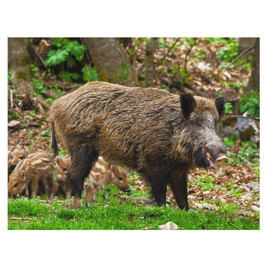 5D square round stones full diamond embroidery Wild boar pattern view diamond painting mosaic pattern hobby needlework