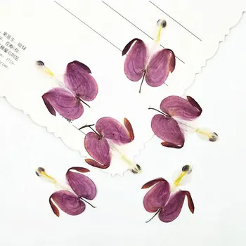 

12pcs/Set Flower Head Mini Real Dried Flower Decoration Home Wedding Decor DIY Wreath Headdress Clothes New