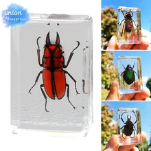 Beautiful Insect Resin Animal Collection Paperweight Office Desk Men Women Biology Science Teacher Education home decor deco