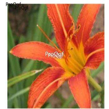 

Ngryise 30Pcs A Set Zephyranthes Candida onion orchid