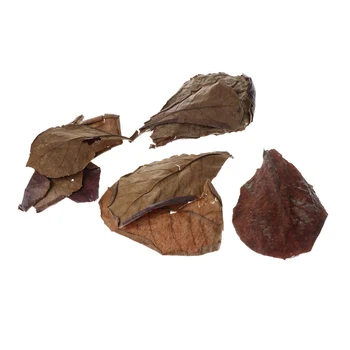 

10Pcs Natural Terminalia Catappa Leaves Indian Almond Lour Tree Olive Leaf Fish Tank Cleaning Tools Aquarium Accessories