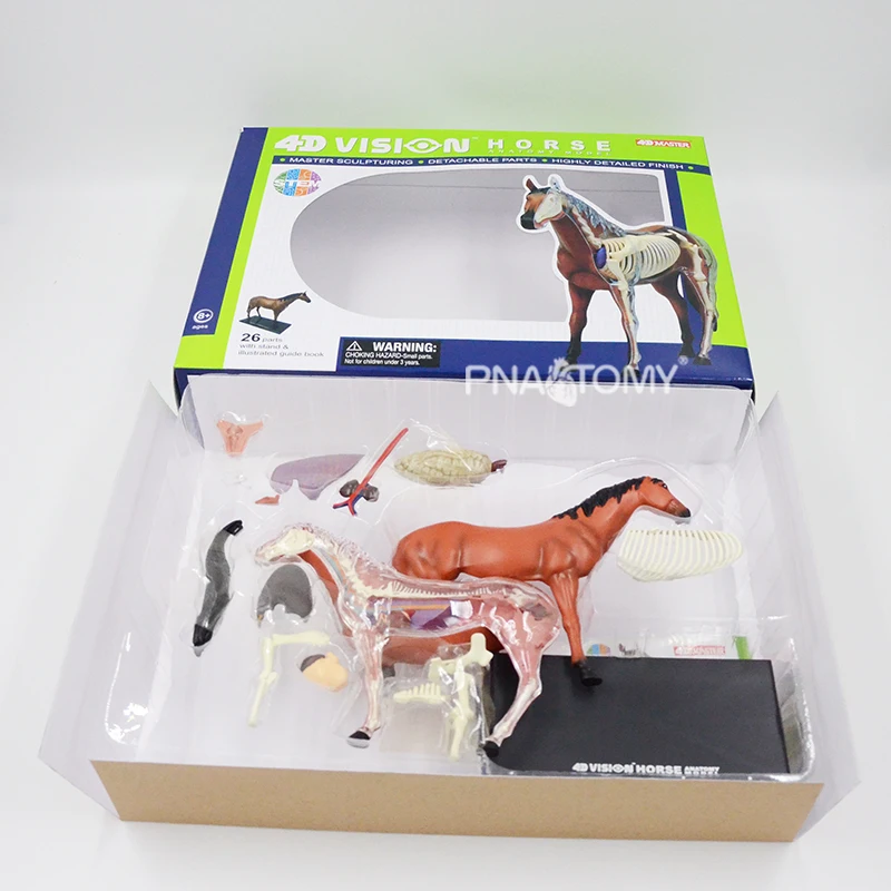 4D VISION Horse Anatomical model Horse Skeleton Animal Anatomy