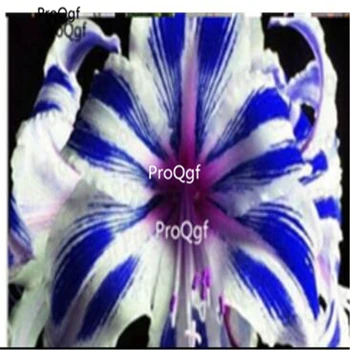 

Ngryise 3Pcs A Set Amaryllis Flower Bulb