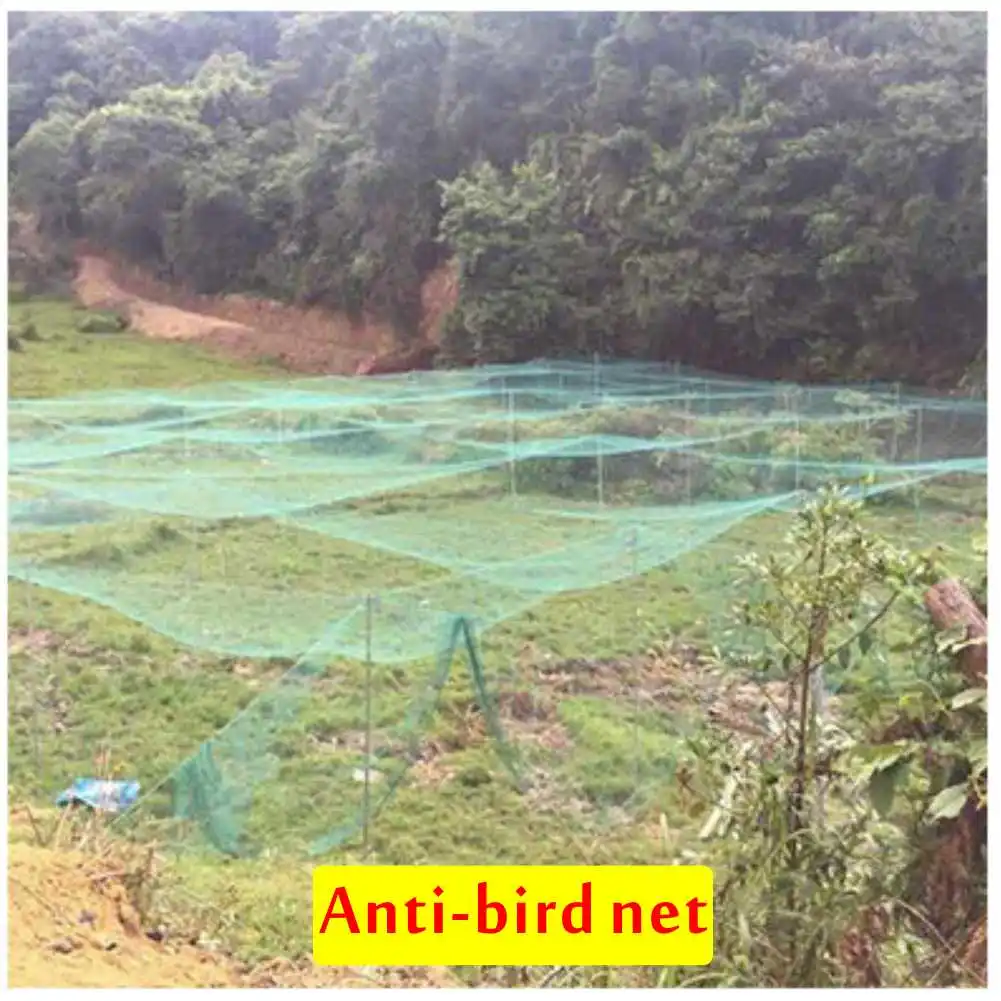 Proteção de Cultivos Vegetais, Esgrima Esgrima, Cão,