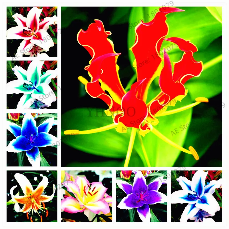 

A Package 100 Pieces Lilium brownii Flower Plants, indoor Bonsai Courtyard Plant Flowers Lily Garden