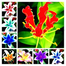 Посылка, 100 шт., лилиум brownii, цветочные растения, комнатный бонсай для двора, растения, цветы, лилия, сад