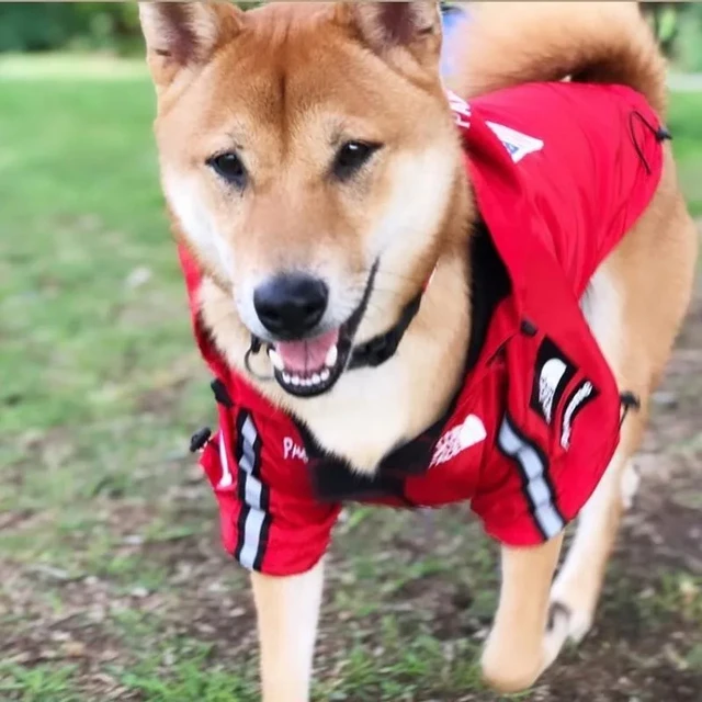 Windproof Dog Raincoat 4