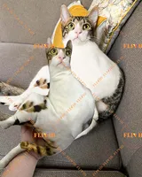 Custom Pet 3D Shape Pillow,Hot Ugly Cat/Dog Zany Pillow,Personalized Pet Pillow from Photo,Pet Loss Memorial Gift,Pet Lover Gift 2