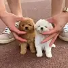 Realistic Plush Simulation Smart Dog Children Toy Can Walking And Call Electric Plush Robot Pet Dog Toddler Christmas Gift 0-7 4