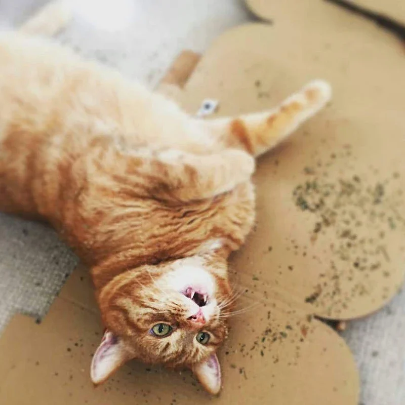 20g Simply Catnip Natural Organic Premium Catnip 20g/bag Catmint Menthol Flavor Can Be Sprinkled on Toys and Catnip Toys - Image 5