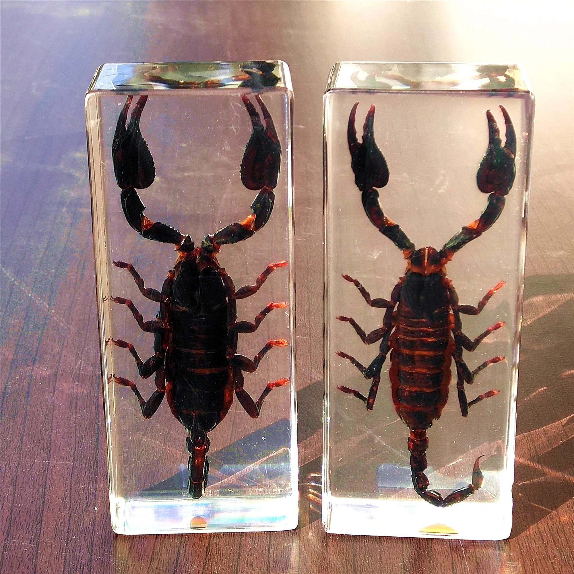 Large Insects Resin Specimen Creative Transparent Real Bugs Animal Ornament Educational Science Specimens Butterfly Specimen