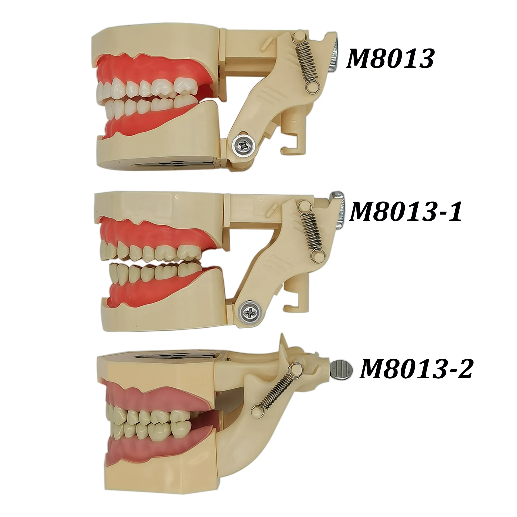 Frasaco ANA-4 Typodont 핏 치과용 나사 삽입 치아 모델, 실습 충전 복원, 부드러운 잇몸 모델, 장착 폴 포함, 28 개